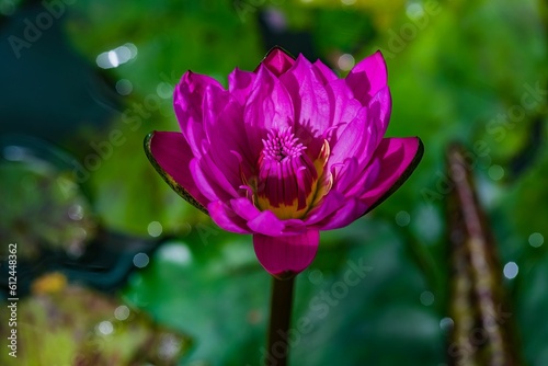 Closeup of a purple lotus flower in a pond