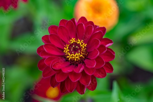 Closeup of a red zinnia in the afternoon sun