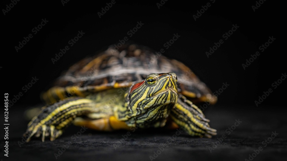 Closeup of a beautiful unique pond slider sitting on a black surface Closeup of a beautiful unique pond slider sitting on a black surface