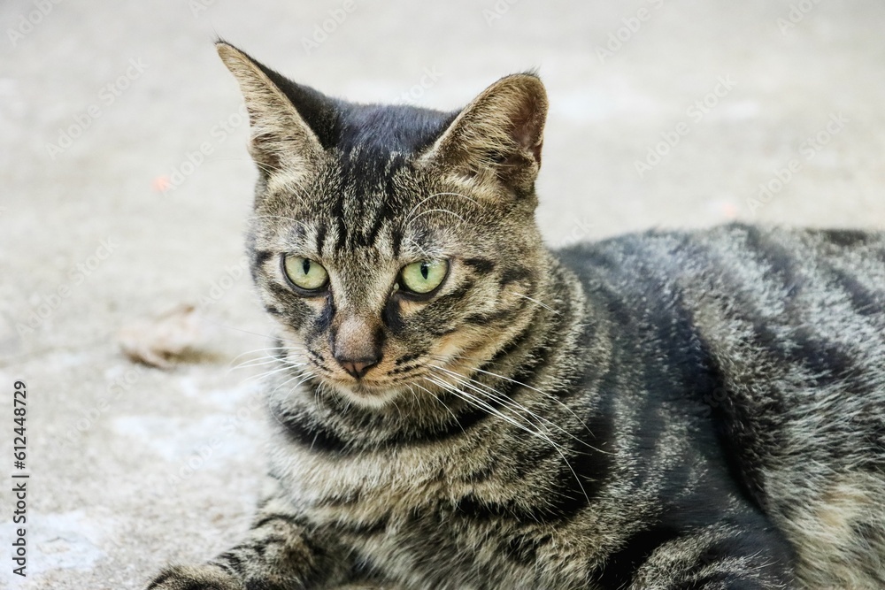 Closeup shot of a Tabby cat looking sideways while seating on the floor
