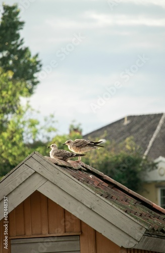 Vertical shot of two herring gulls (Larus argentatus) resting on a roof of a house