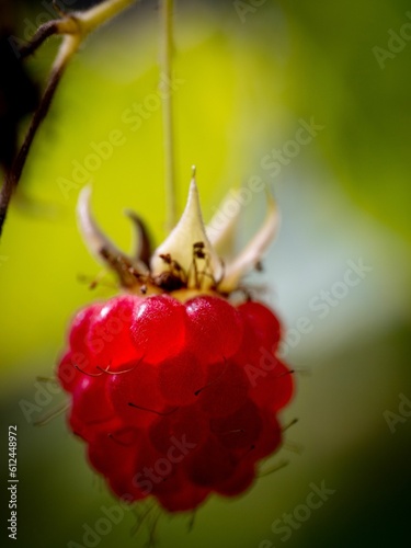Принти на полотні Vertical macro of an appetizing red raspberry polana, rubus idaeus against a blu