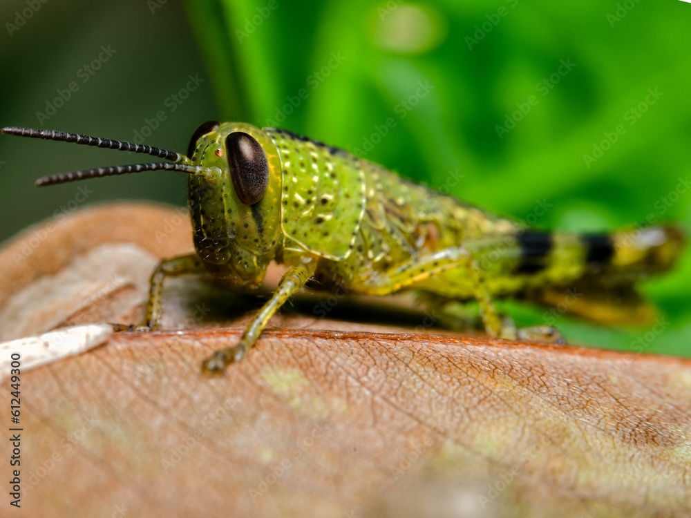 Closeup shot of a green Grasshopper standing on the brown leaf in the blurred background. Closeup shot of a green Grasshopper standing on the brown leaf in the blurred background.
