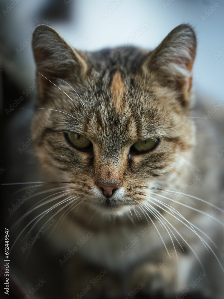 Closeup shot of a shorthair tabby cat with blur background