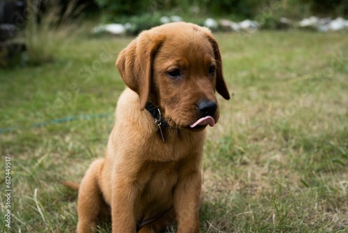 Sad, pouty faced Labrador Retriever captured looking down with its tongue out in a grass field