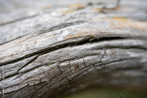 Macro of a fallen tree bark texture