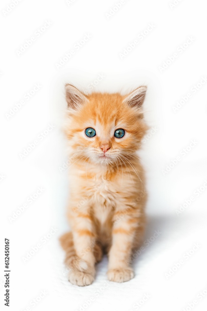 Vertical shot of a cute small ginger kitten isolated on a white background