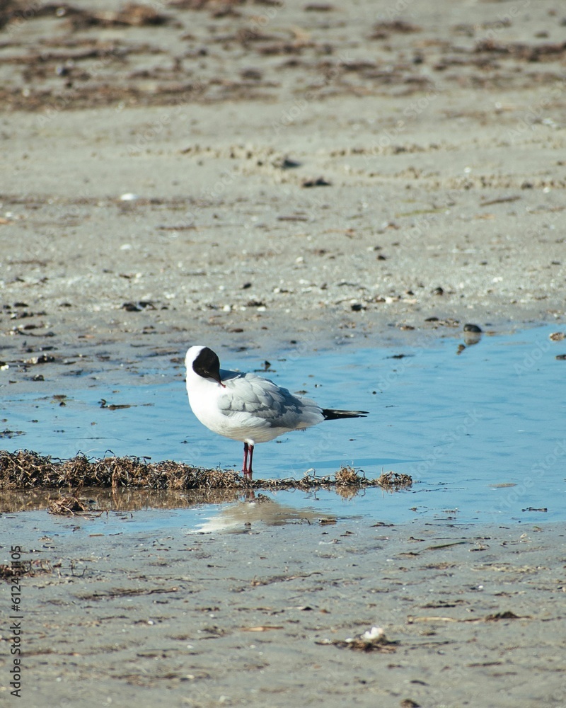 Black-headed gull (Chroicocephalus ridibundus) on the shore Black-headed gull (Chroicocephalus ridibundus) on the shore