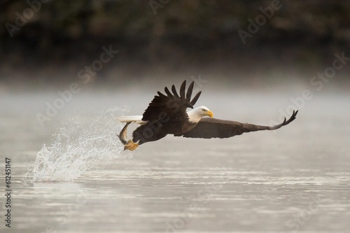 Close-up shot of a Bald eagle catching fish from the sea