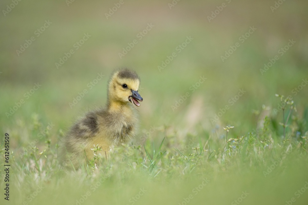 Small cute Canada Gosling on green grass with a smooth green background Small cute Canada Gosling on green grass with a smooth green background