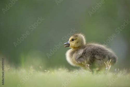 Small cute Canada Gosling on green grass with a smooth green background