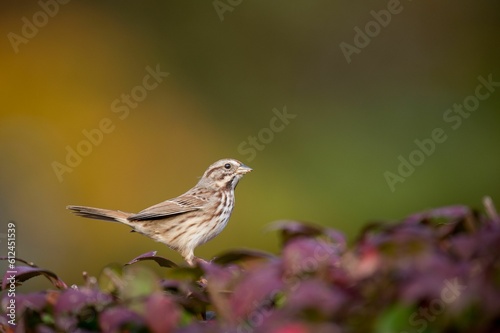 Song Sparrow perched in a red-colored bush in soft light with an orange and green smooth background
