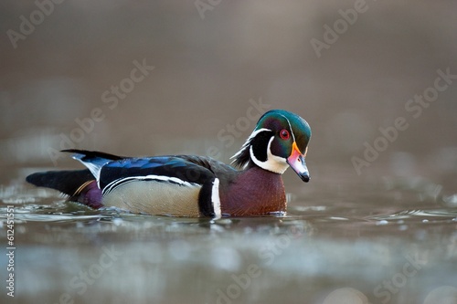 Close-up shot of a cute little duck floating in the lake