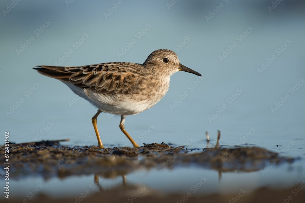Least Tern bird standing in mud in water Least Tern bird standing in mud in water