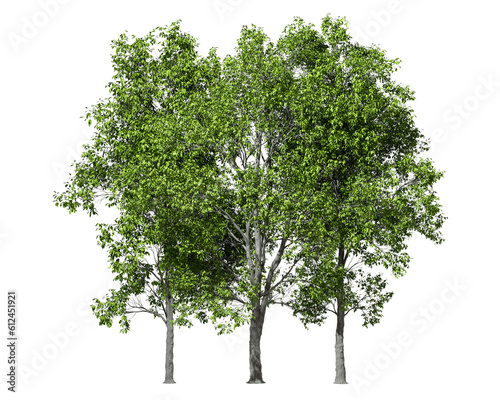 Fototapeta Naklejka Na Ścianę i Meble -  Greenery jungle trees group standing outside cut-out 3d rendering png
