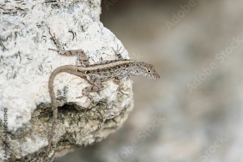 Brown anole lizard on a rock © Rayhennessy/Wirestock Creators