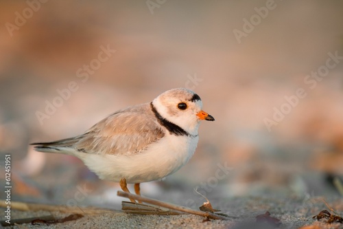 Closeup of a piping plover perched on the sandy shore © Rayhennessy/Wirestock Creators