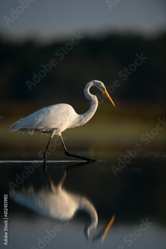 Vertical shot of a great white egret walking at the shore of a lake and reflecting on the water © Rayhennessy/Wirestock Creators