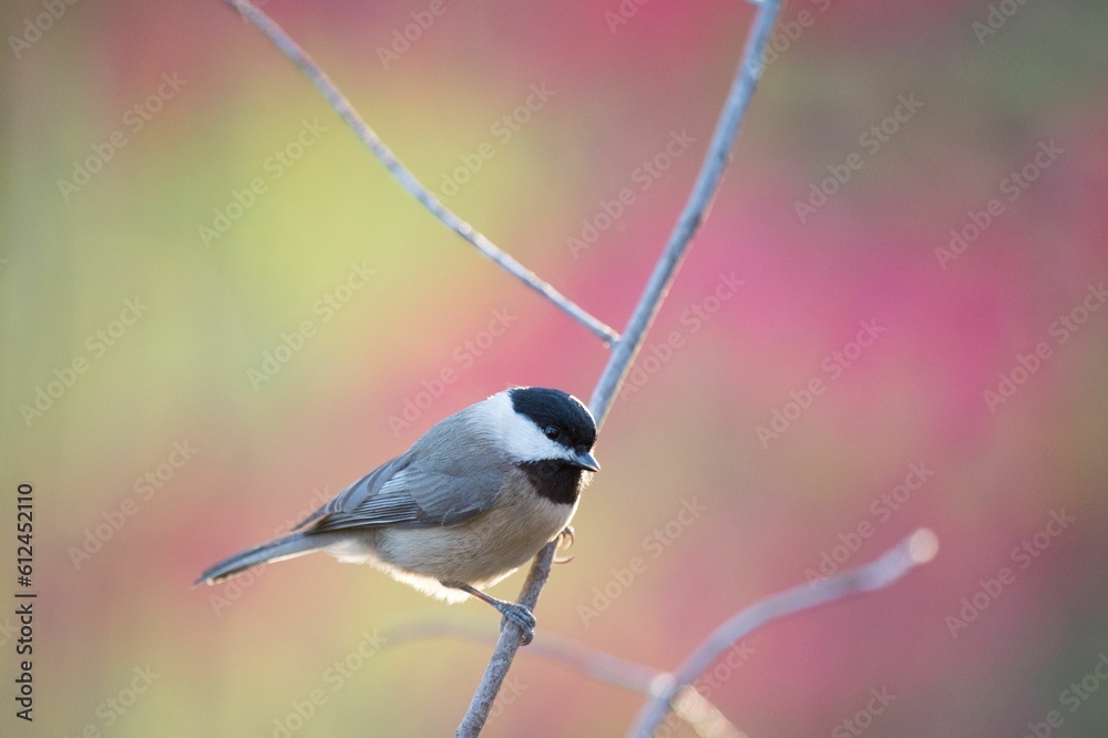 Obraz premium Closeup of a Carolina chickadee bird perched on the tree branch on the blurry pink background