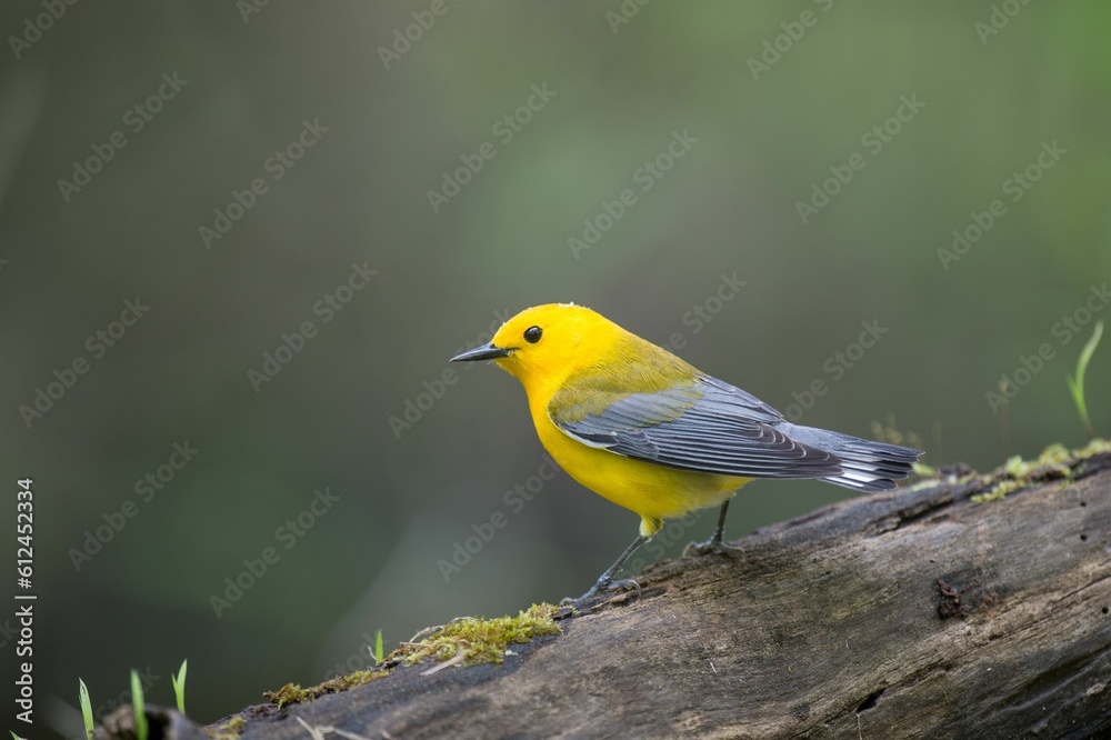 Yellow prothonotary warbler perched on the tree branch Yellow prothonotary warbler perched on the tree branch