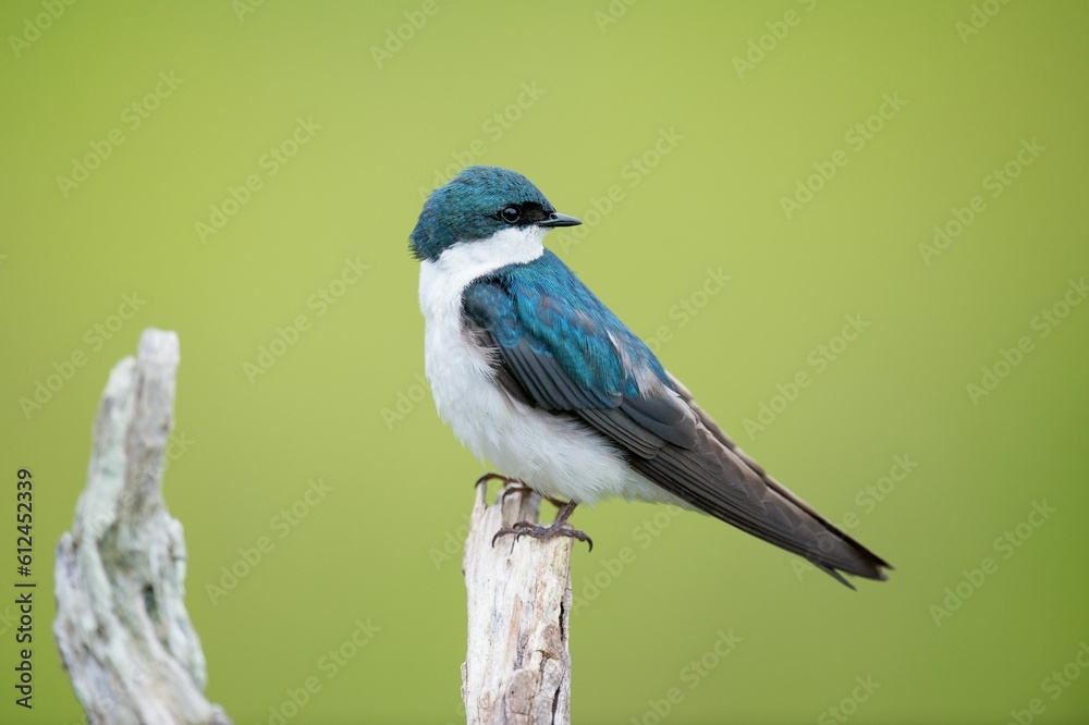 Blue tree swallow bird perched on a branch