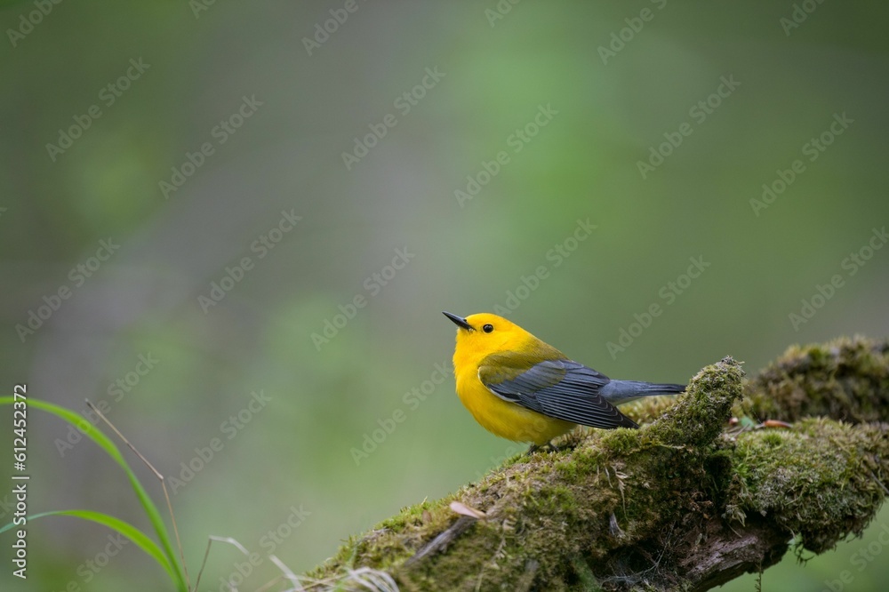 Yellow prothonotary warbler perched on the green mossy tree branch Yellow prothonotary warbler perched on the green mossy tree branch
