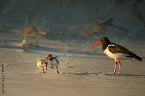 Closeup shot of an American Oystercatcher bird with its babies