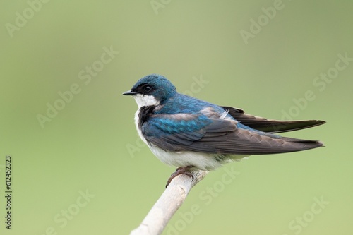 Blue tree swallow bird perched on a branch