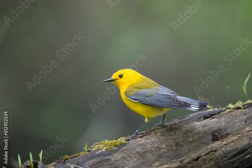 Yellow prothonotary warbler perched on the tree branch