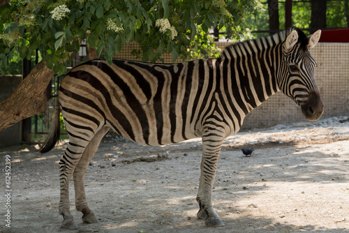 Plains zebra (Equus quagga, formerly Equus burchellii), also known as the common zebra. Animal life in the zoo.