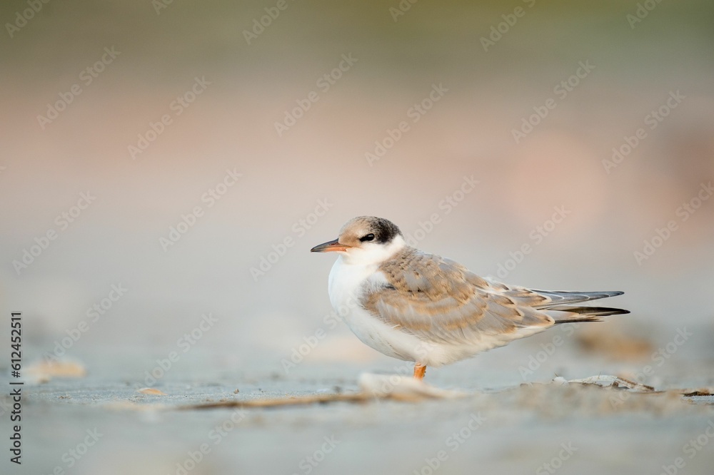 Common tern bird perched on the sandy shore Common tern bird perched on the sandy shore