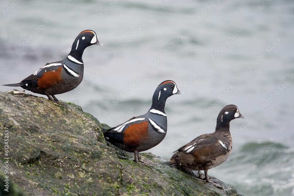 Fototapeta premium Harlequin ducks perched on the mossy rock at the shore