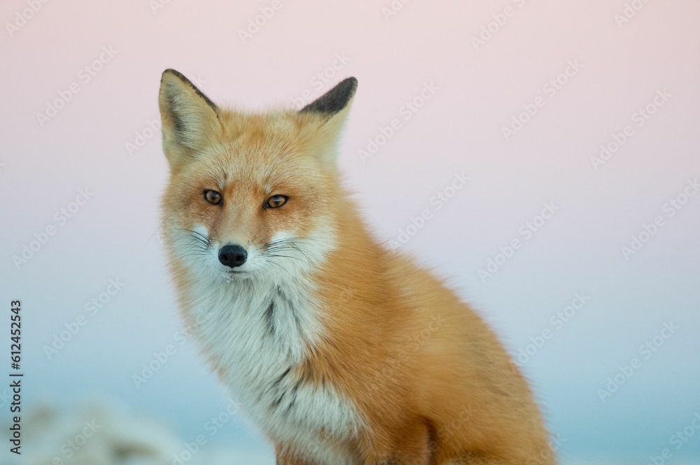 Beautiful Ezo red fox sitting on the background of a pink soft sky