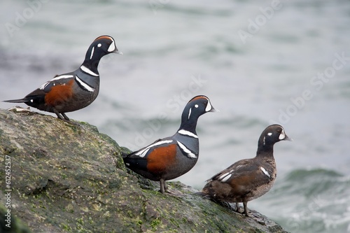 Harlequin ducks perched on the mossy rock at the shore