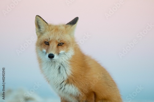 Beautiful Ezo red fox sitting on the background of a pink soft sky photo