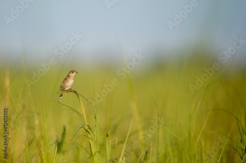 Henslow's sparrow perched on the green grass © Rayhennessy/Wirestock Creators