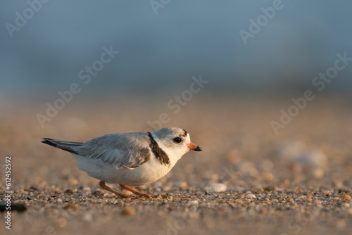 Closeup shot of a Piping Plover bird © Rayhennessy/Wirestock Creators