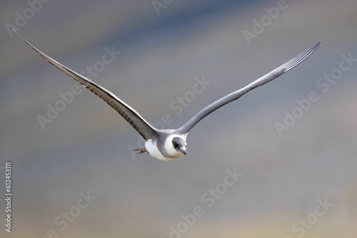 Beautiful shot of a Long-tailed jaeger isolated on a blurred background in Svalbard, Norway
