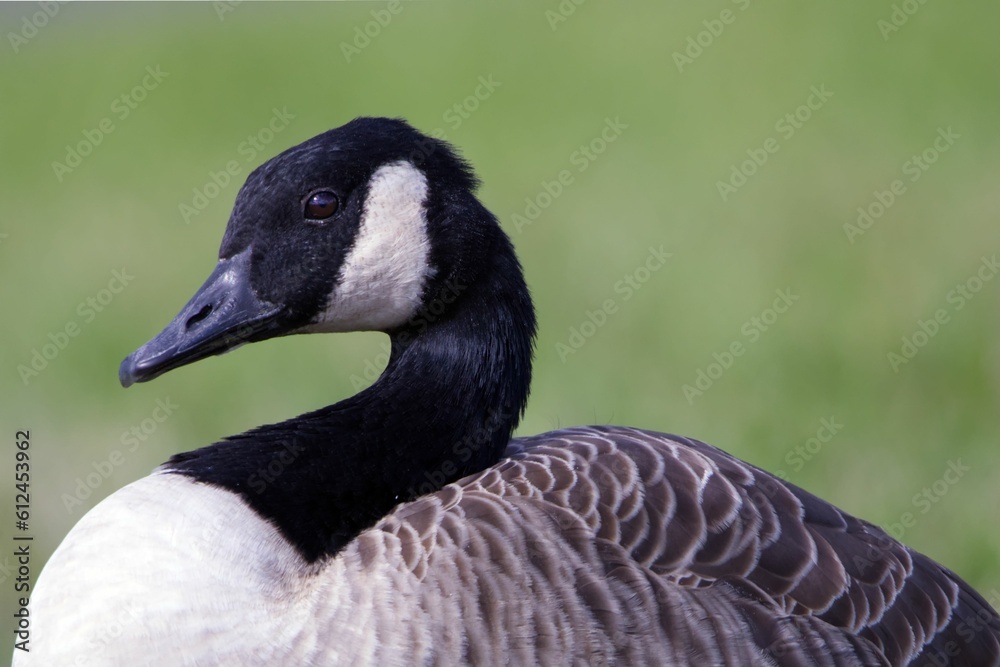 Canada goose (Branta canadensis) on the meadow, close-up Canada goose (Branta canadensis) on the meadow, close-up
