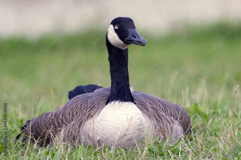 Canada goose (Branta canadensis) on the meadow Canada goose (Branta canadensis) on the meadow