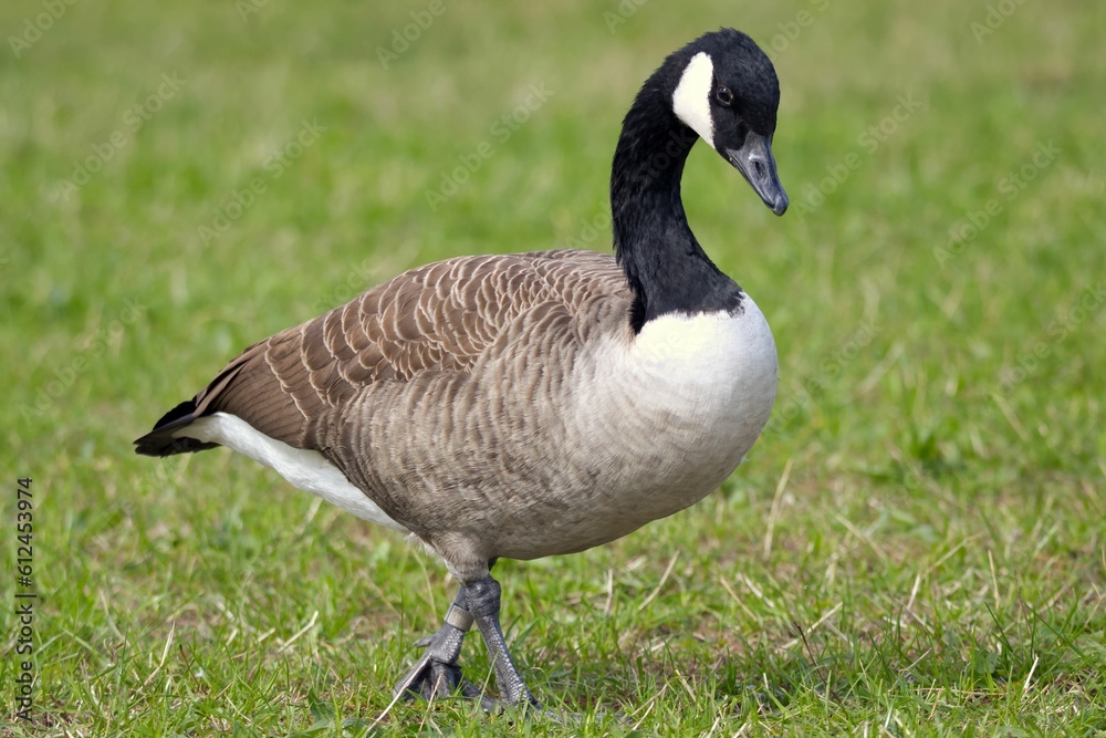Canada goose (Branta canadensis) on the meadow Canada goose (Branta canadensis) on the meadow
