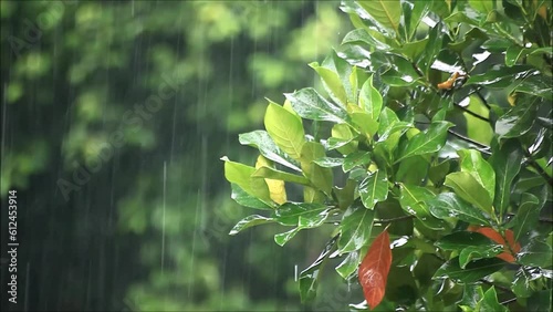 Closeup view of the rain wetting the jackfruit leaves photo