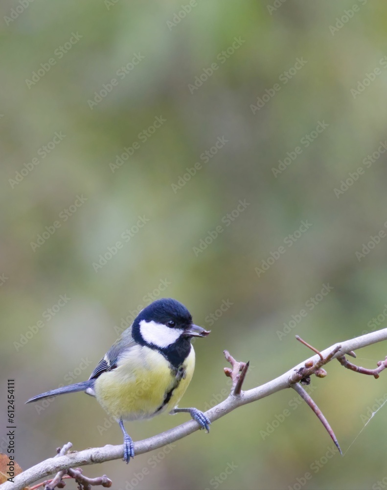 Vertical shot of a great tit bird perched on a branch Vertical shot of a great tit bird perched on a branch