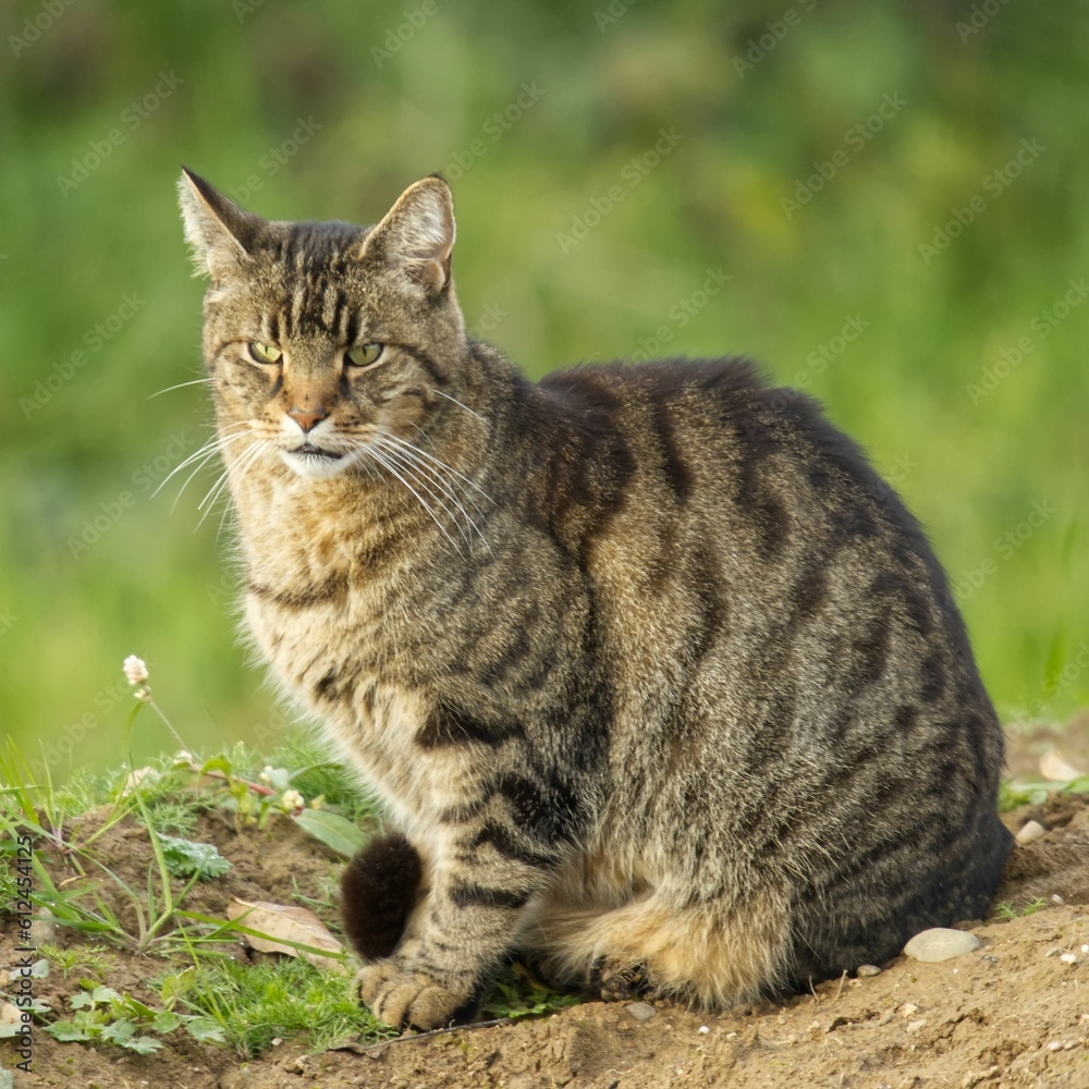 Tabby cat sitting on the soil with some vegetation