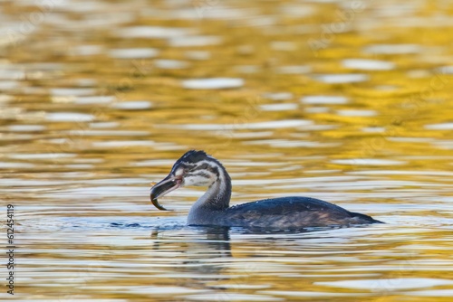 Crested grebe juvenile on a pond with fish in its beak