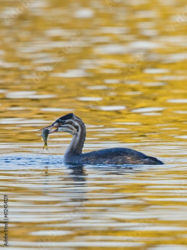Vertical shot of a crested grebe juvenile on a pond with fish in its beak