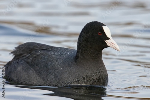 Closeup shot of a Eurasian coot swimming on a pond