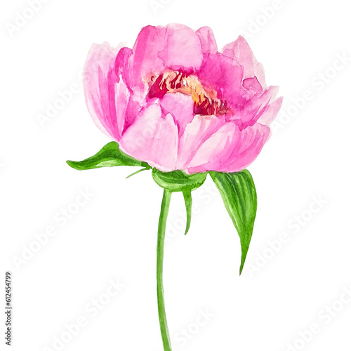 Pink flower peony hand drawn watercolor clipart isolated