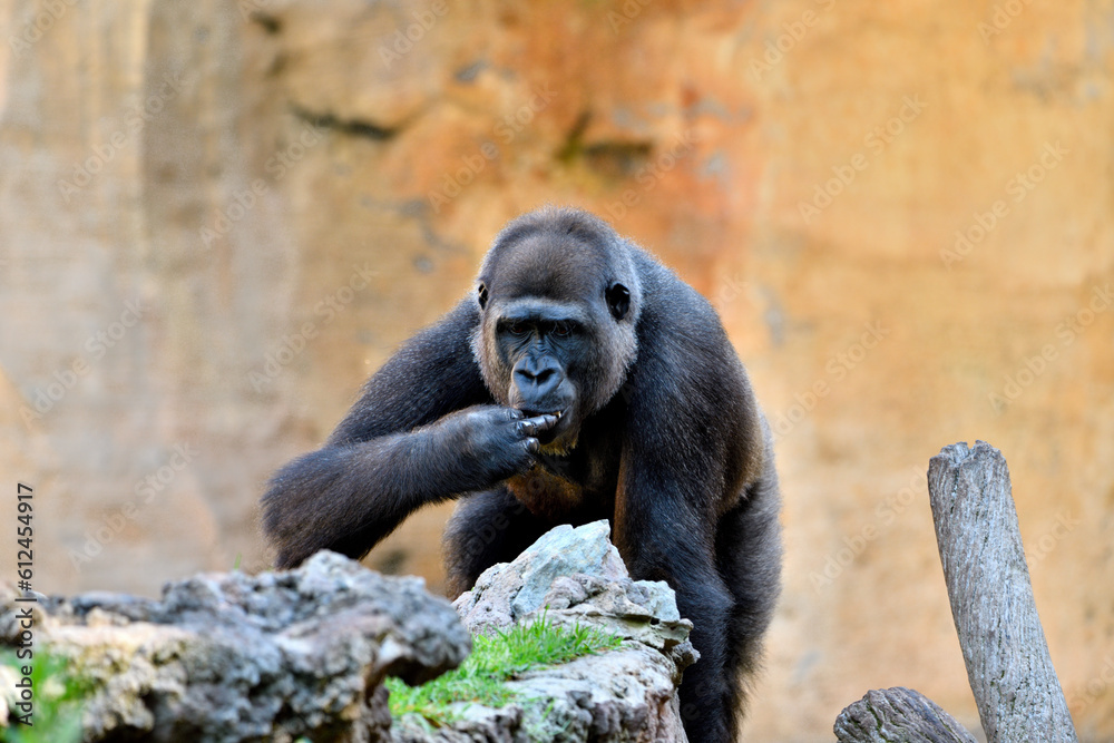 Fototapeta premium Gorila occidental de llanura (Gorilla gorilla gorilla)