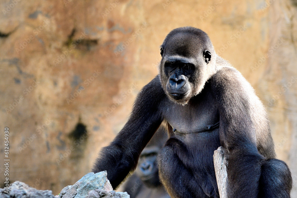 Gorila occidental de llanura (Gorilla gorilla gorilla)
